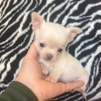 Chihuahua, maschio, mini occhi chiari