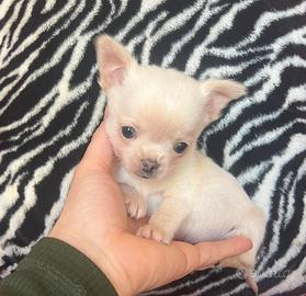 Chihuahua, maschio, mini occhi chiari
