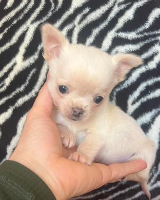 Chihuahua, maschio, mini occhi chiari