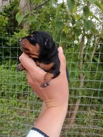 Pinscher nano toy
