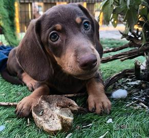 Bassotti cuccioli