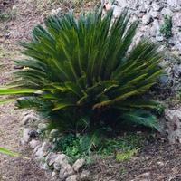 cycas