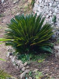 cycas