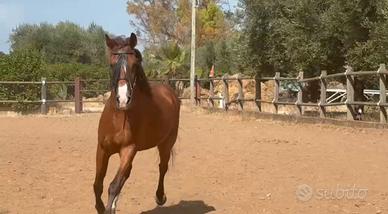Cavallo