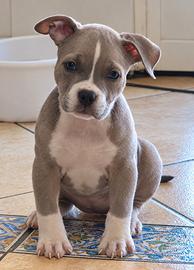 Cucciola American Bully Pocket Con pedigree ABKC