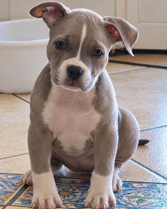 Cucciola American Bully Pocket Con pedigree ABKC