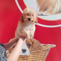 Barboncino Toy Fulvo Femminuccia