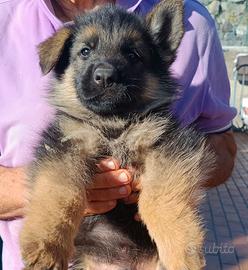 Cuccioli pastore tedesco