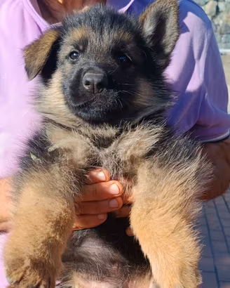 Cuccioli pastore tedesco