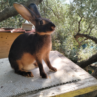 Conigli lepre belga focati