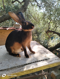 Conigli lepre belga focati