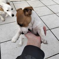 Jack Russell Terrier