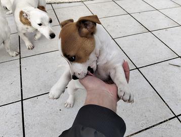 Jack Russell Terrier