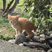 Cuccioli di gatto
