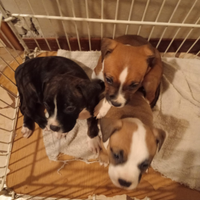 Incrocio mamma american Staffordshire e papà Pitbu