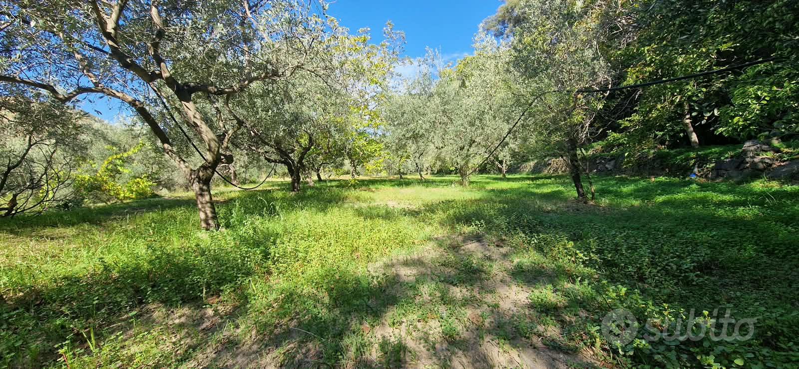 GOLE ALCANTARA terreno agricolo 1 ettaro - Vista 4
