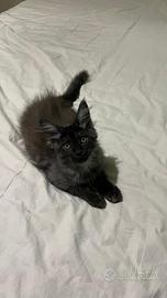 Maine coon kitten