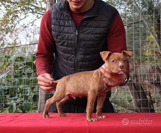 Maschio di Pit Bull Terrier