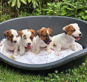 Cuccioli razza Jack russell