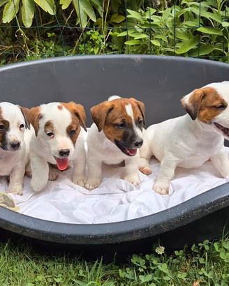 Cuccioli razza Jack russell