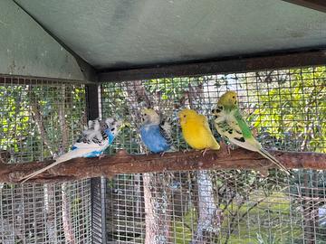 Hagaromo Hagoromo Ondulati Cocorite