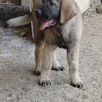 Cucciolo di caucaso
