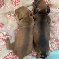 Cuccioli di bassotto tedesco nano