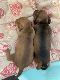 Cuccioli di bassotto tedesco nano