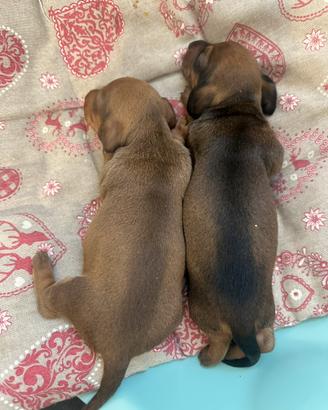 Cuccioli di bassotto tedesco nano