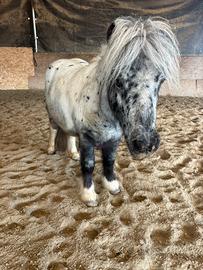 Pony castrone Appaloosa per bambini