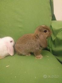 Coniglio ariete nano cuccioli