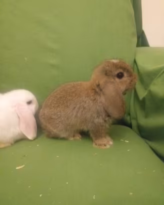 Coniglio ariete nano cuccioli
