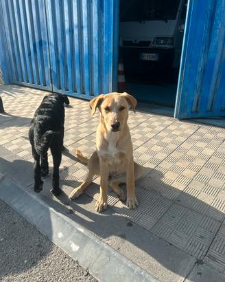 Cuccioli meticci