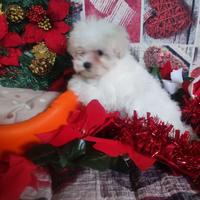 Maschietto Maltipoo taglia toy