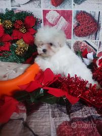 Maschietto Maltipoo taglia toy