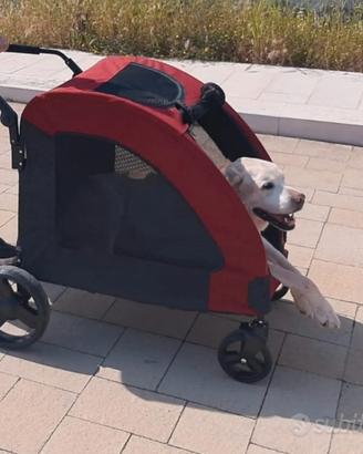 passeggino cane