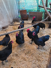 Galli razza australorp