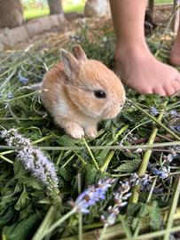 Coniglio nano cucciolo