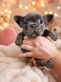 Cuccioli di Bulldog Francese Esotico