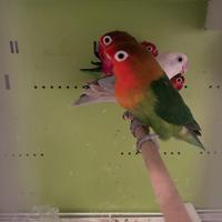 Inseparabili di Fischer