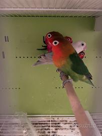 Inseparabili di Fischer