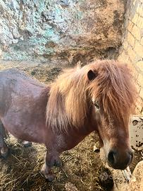 Mini pony olandesi