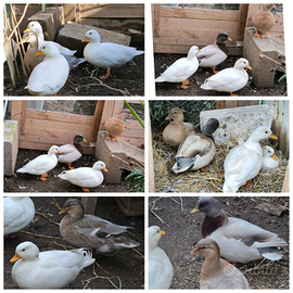 Callduck/anatra mignon