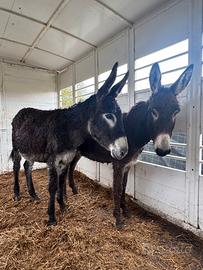 Coppia di asini taglia grande