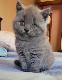 Cucciola british