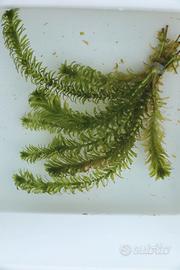 Elodea densa PIANTE PER LAGETTO  ACQUARIO 10PZ