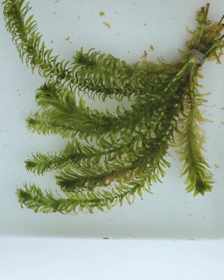 Elodea densa PIANTE PER LAGETTO  ACQUARIO 10PZ