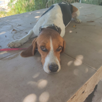 Beagle maschio molto docile con i bambini e altre