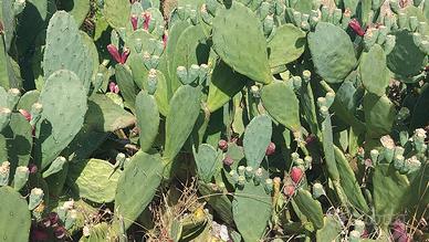 Terreno edificabile buona esposizione
