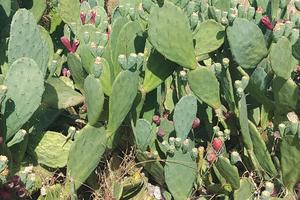 Terreno edificabile buona esposizione